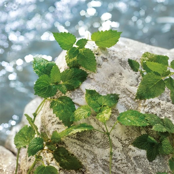 Dolce & Gabbana Light Blue Eau De Toilette Spray 125ml - Fragrance London