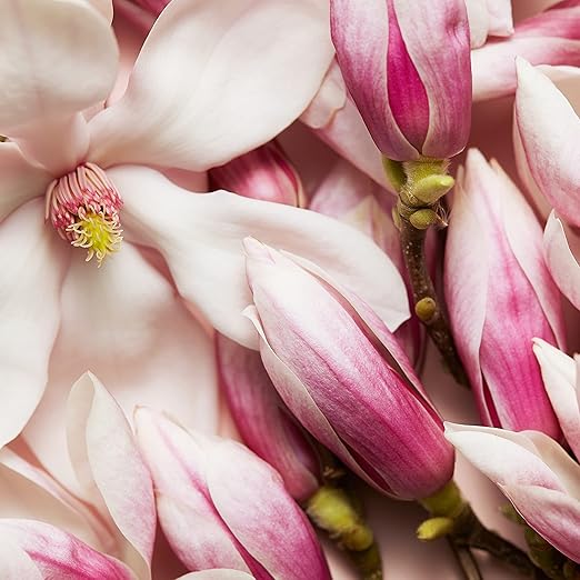 Escada Celebrate Now Eau De Parfum Spray 80ml - Fragrance London