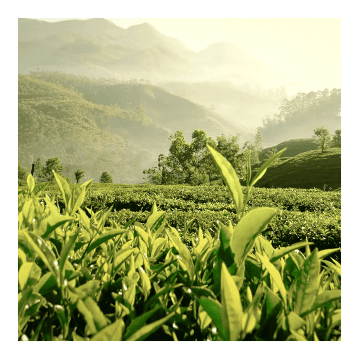 Estee Lauder Tender Light Eau De Parfum Spray 100ml - Fragrance London