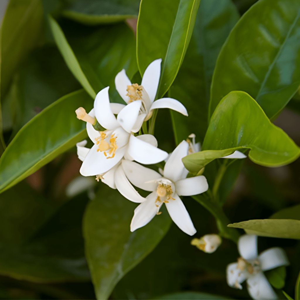 Givenchy Ange ou Démon Le Secret Eau De Parfum Spray 30ml - Fragrance London