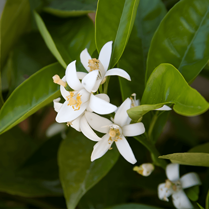 Givenchy Ange ou Démon Le Secret Eau De Parfum Spray 30ml - Fragrance London