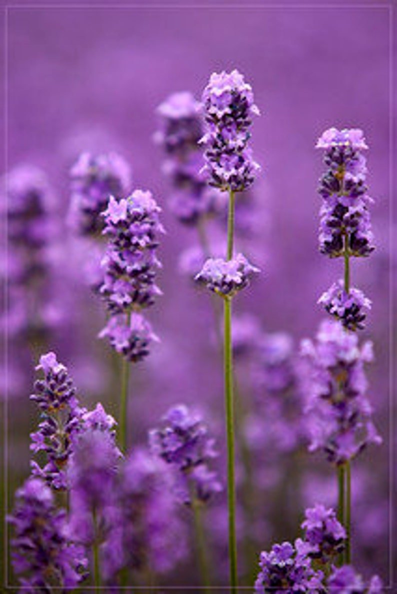 Mayfair Lavender Eau de Toilette Spray 100ml - Fragrance London