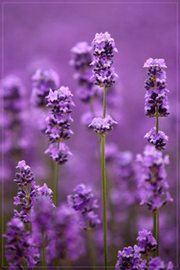 Mayfair Lavender Eau de Toilette Spray 100ml - Fragrance London
