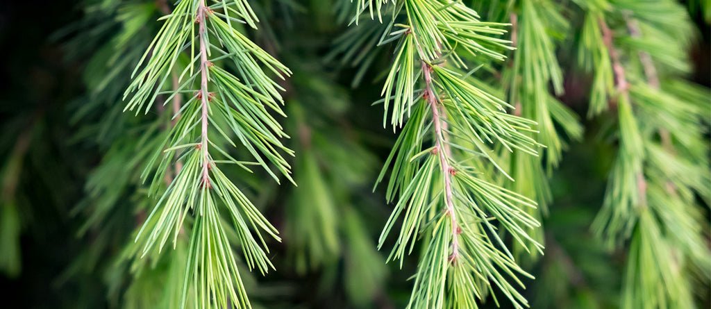 Cedar Perfume Note: Clean, Dry Woodiness with Elegant Warmth - Fragrance London