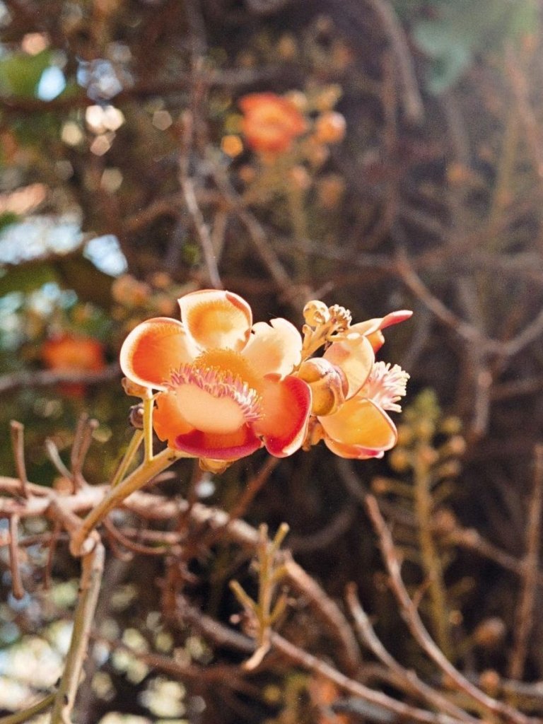 Clove Perfume Notes: Ember-Warm Spice, Carnation Glow, and a Confident, Vintage-Modern Edge - Fragrance London