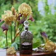 Iris Perfume Note: Powdered Silk, Suede Softness, and That Quiet “Expensive” Glow - Fragrance London