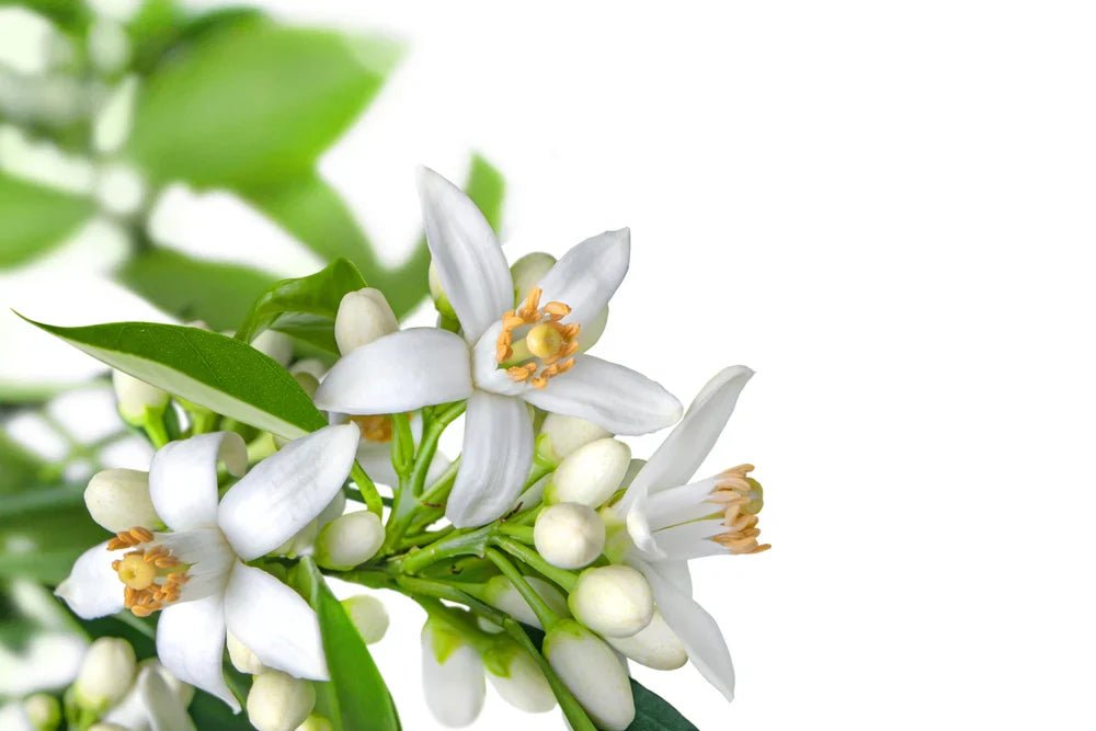 Neroli Perfume Notes: Green Petals, Sunlit Air, and Effortless Freshness - Fragrance London