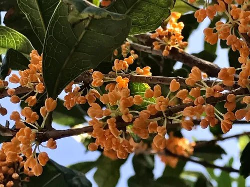 Osmanthus Perfume Note: Apricot Sunlight, Tea-Leaf Shade, and a Silky Trail That Never Tries Too Hard - Fragrance London