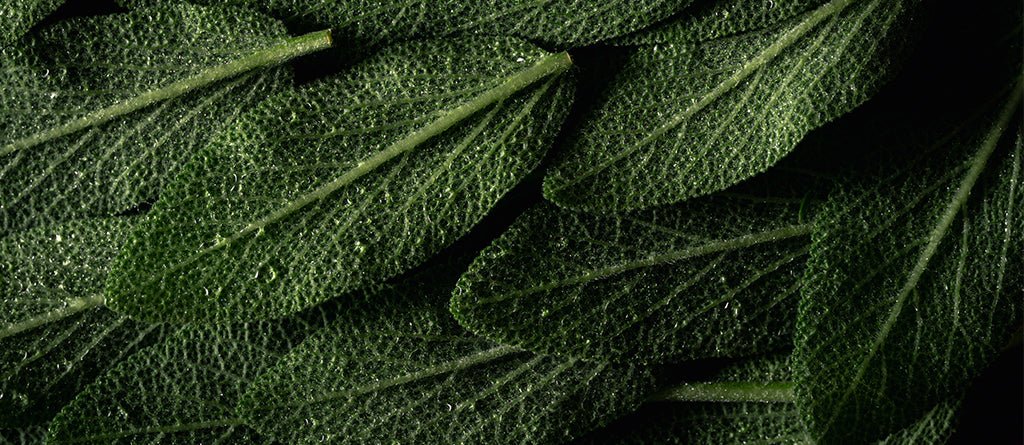 Sage Perfume Notes: Clean Air, Cool Nerves, and an Aromatic Edge That Looks Effortless - Fragrance London