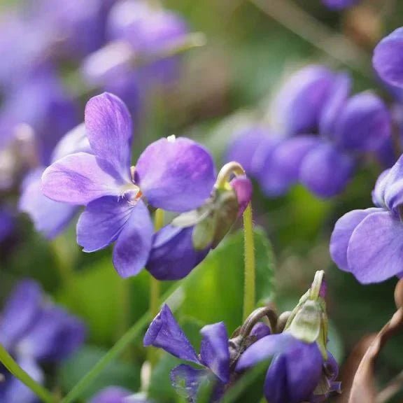 Violet Perfume Notes: Powdered Petals, Leafy Cool, and Vintage-Modern Charm - Fragrance London
