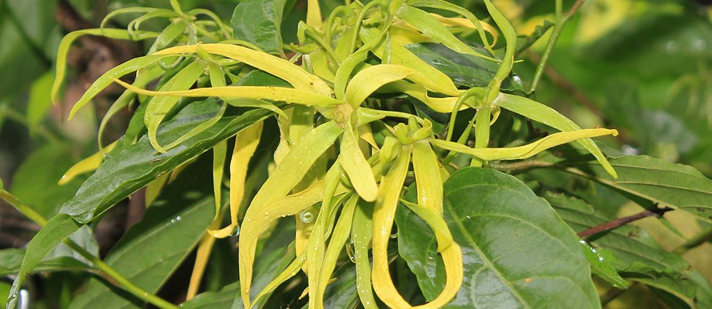 Ylang Ylang Perfume Notes: Creamy Sunshine, Night-Bloom Glow, and the Softest Kind of Swoon - Fragrance London