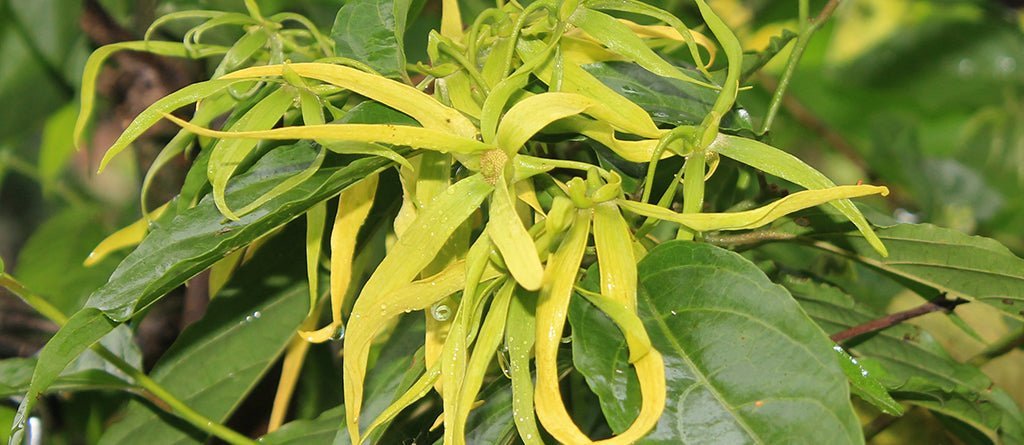 Ylang Ylang Perfume Notes: Creamy Sunshine, Night-Bloom Glow, and the Softest Kind of Swoon - Fragrance London