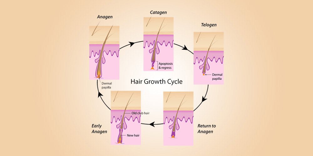 RESEED Sabal and Neem Fortifying Shampoo for Men - Fragrance London