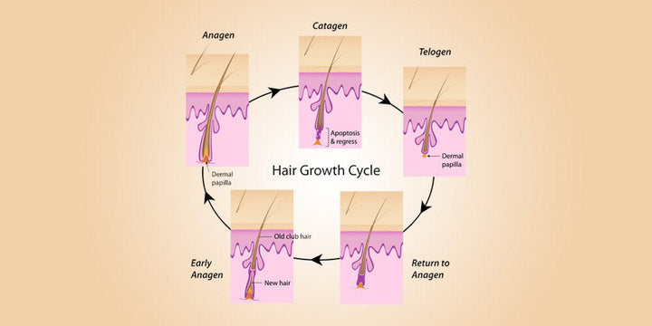 RESEED Sabal and Neem Fortifying Shampoo for Men - Fragrance London