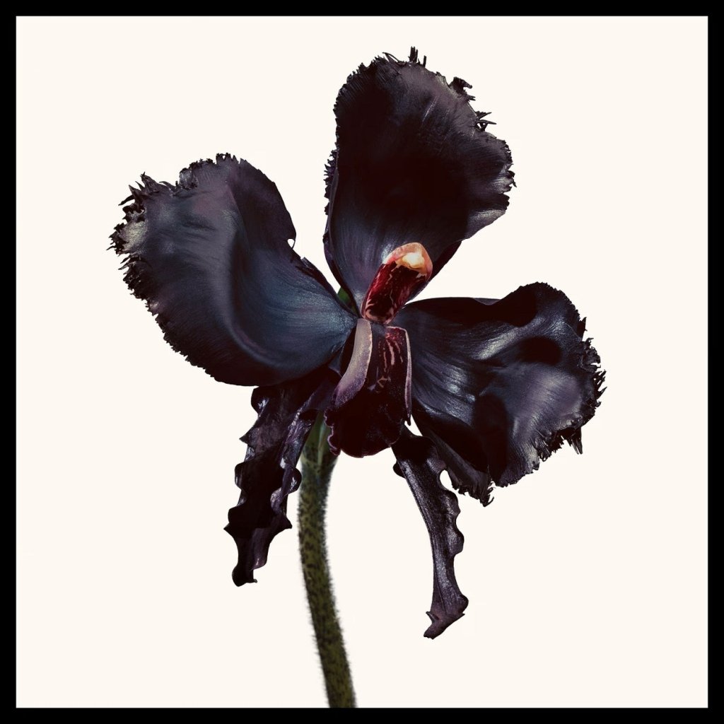 Tom Ford Black Orchid Reserve Parfum Spray 100ml - Fragrance London
